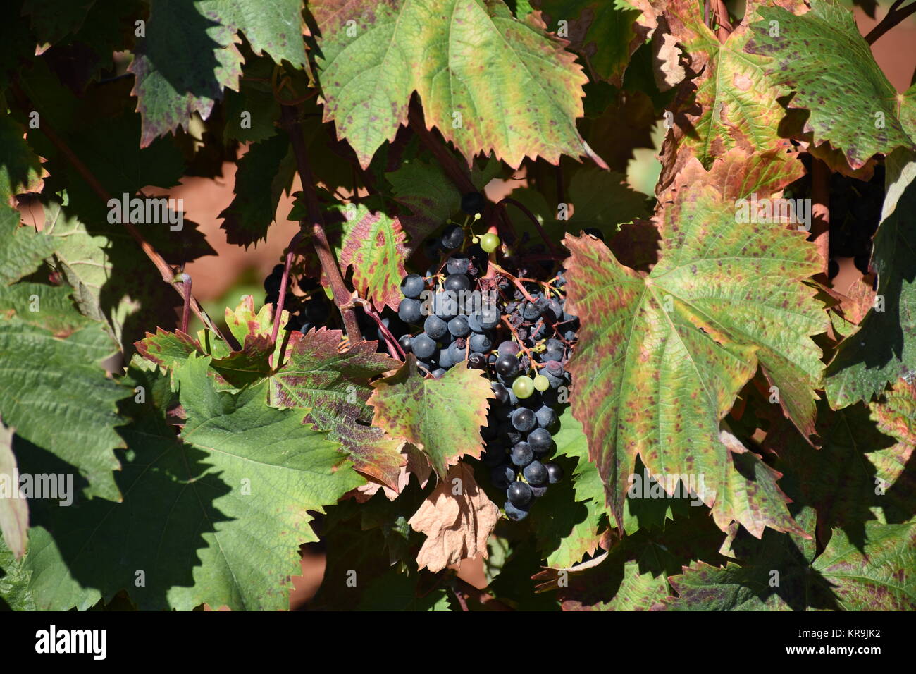 grapes,grapes,berries,wine,white wine,red wine,vines,tendrils Stock Photo