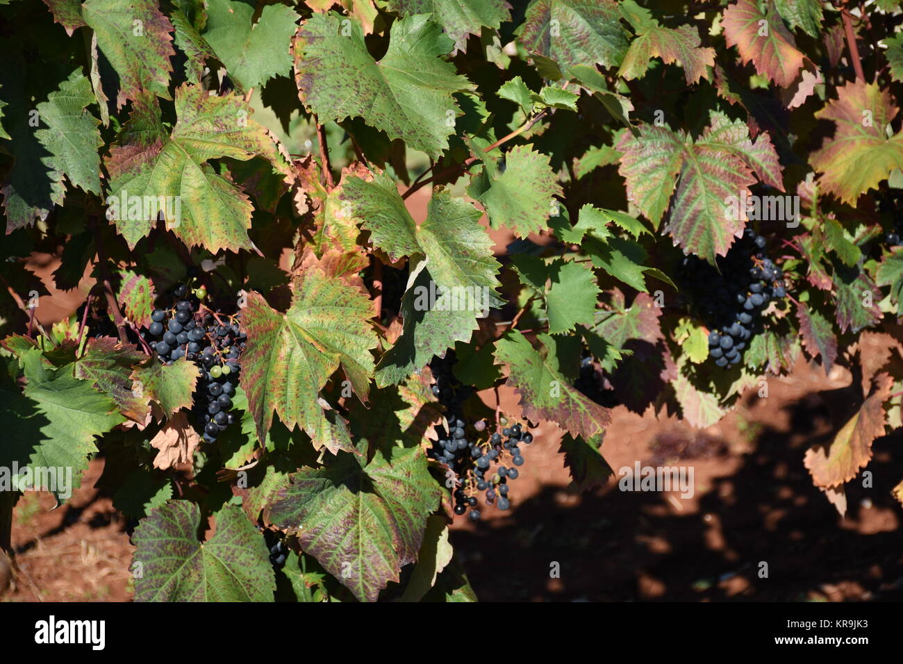grapes,grapes,berries,wine,white wine,red wine,vines,tendrils Stock Photo
