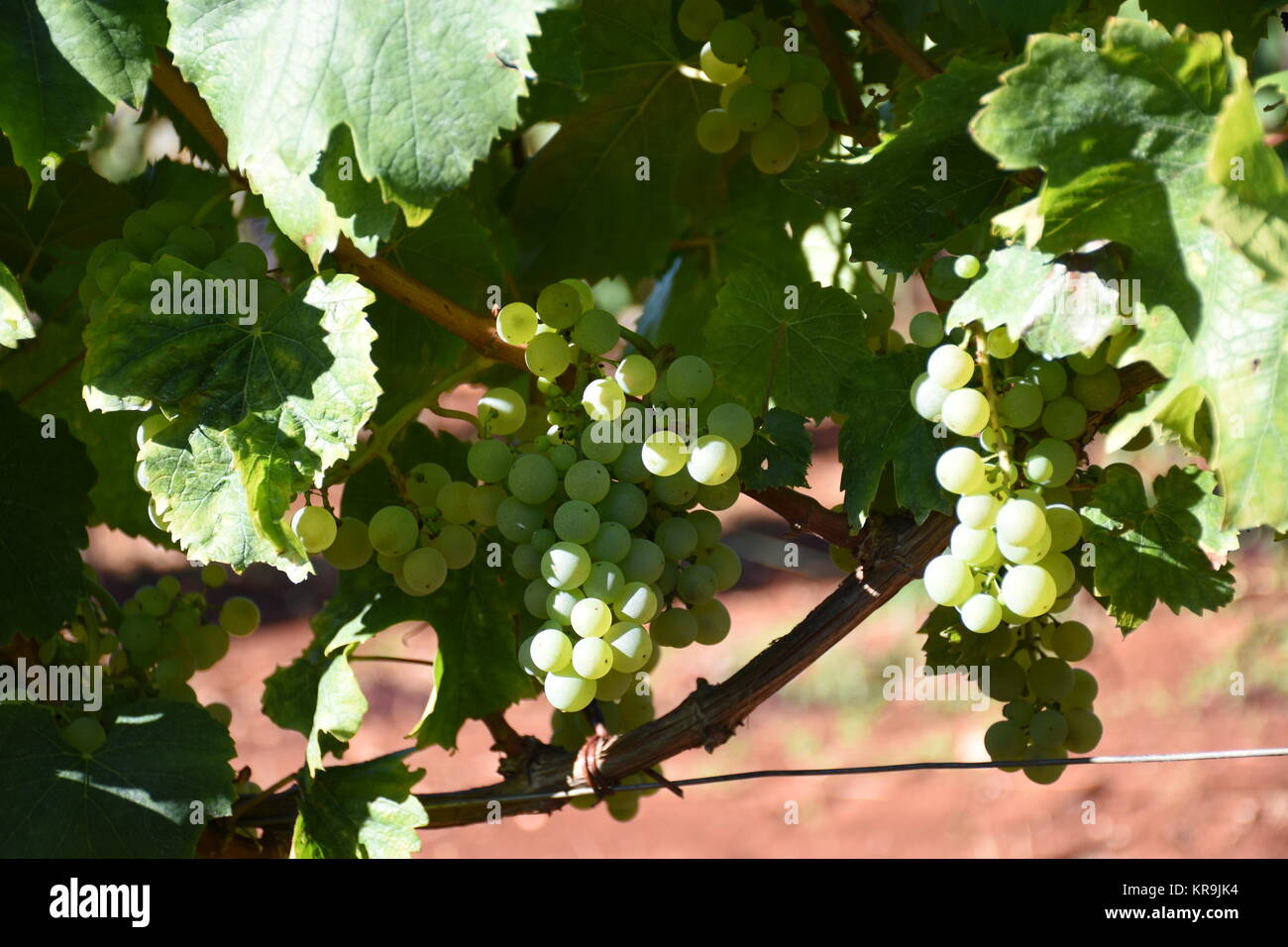 grapes,grapes,berries,wine,white wine,red wine,vines,tendrils Stock Photo