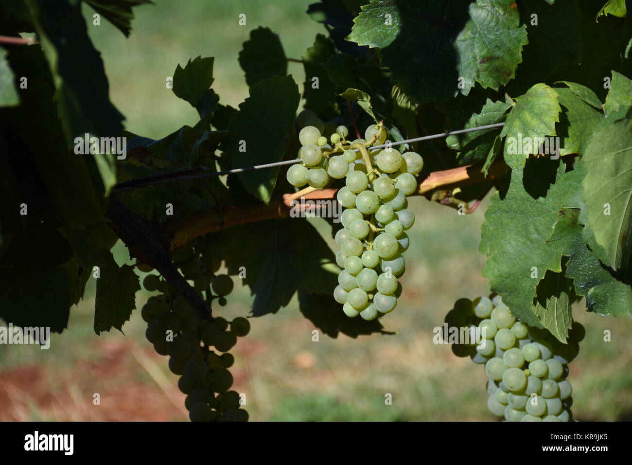 grapes,grapes,berries,wine,white wine,red wine,vines,tendrils Stock Photo