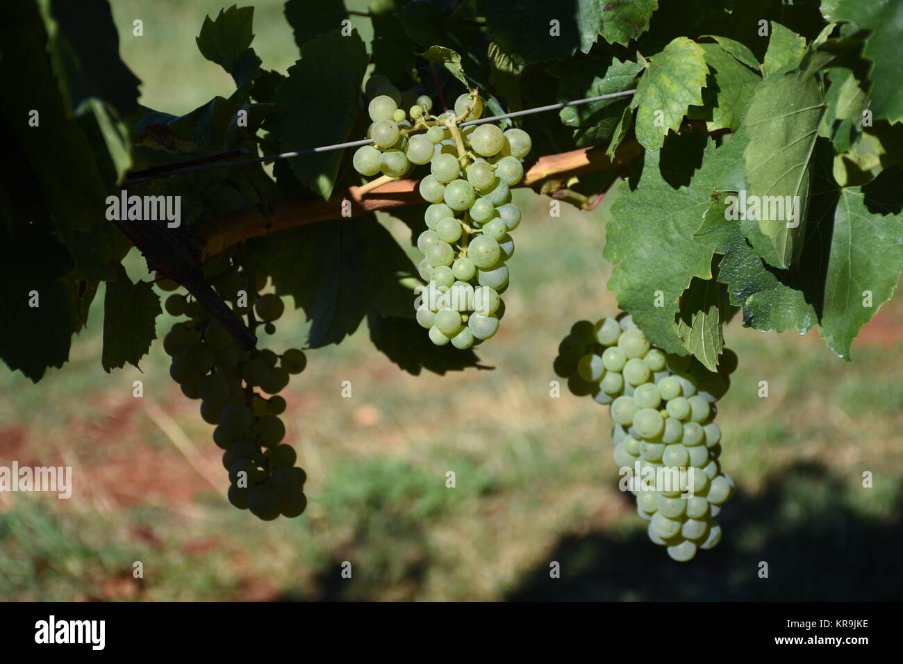 grapes,grapes,berries,wine,white wine,red wine,vines,tendrils Stock Photo