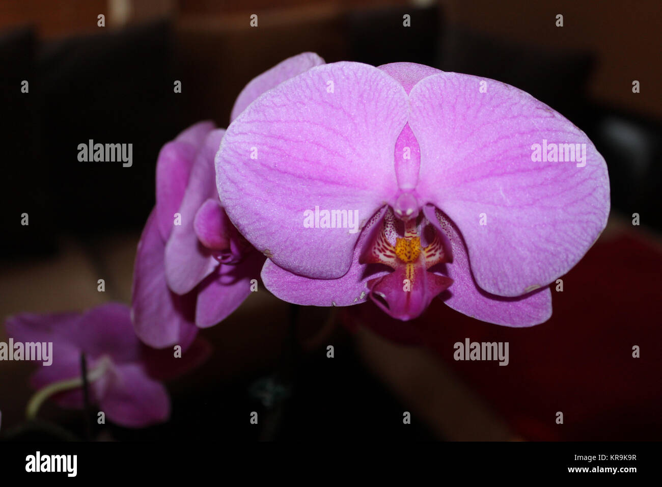 Closeup of lilac Phalaenopsis orchid flower-background selective focus Stock Photo