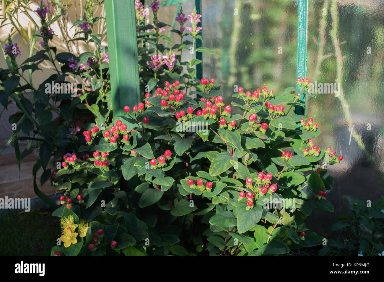 St John's wort - Hypericum Hidcote bush in the garden Stock Photo