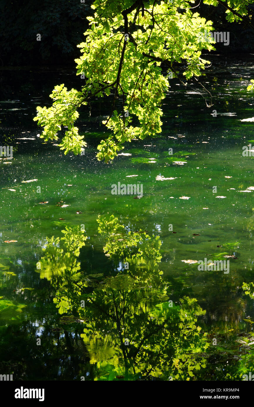 Eichenblätter spiegeln sich im Teich von Schloss Paffendorf, Bergheim