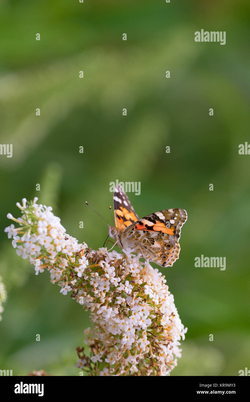 Distelfalter, Schmetterling, Flieder, Garten, Nahrungsaufnahme, Flieger, flattern, trinken Stock Photo