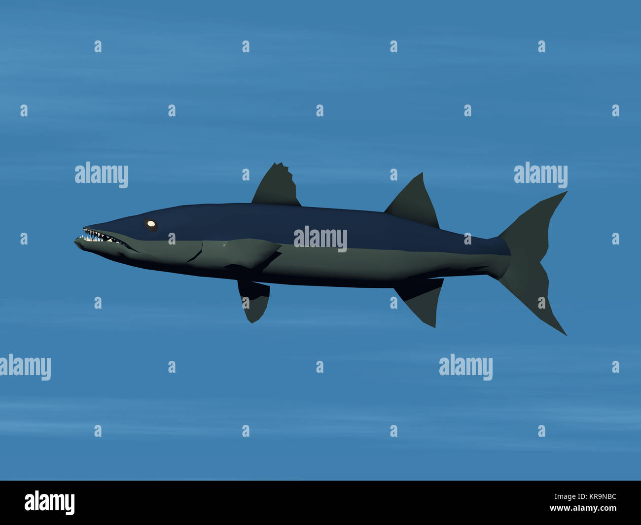 Predatory fish Barakuda in the seabird Stock Photo Alamy