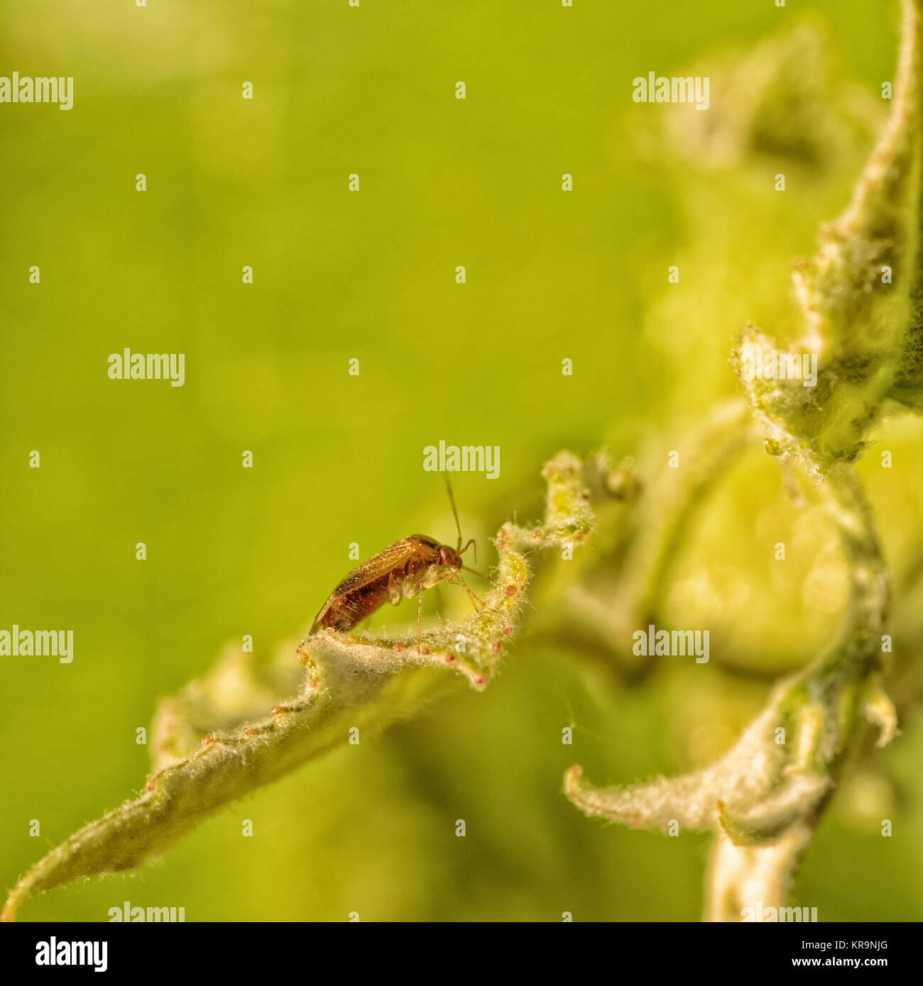 Lyngus Bug on a Leaf Stock Photo