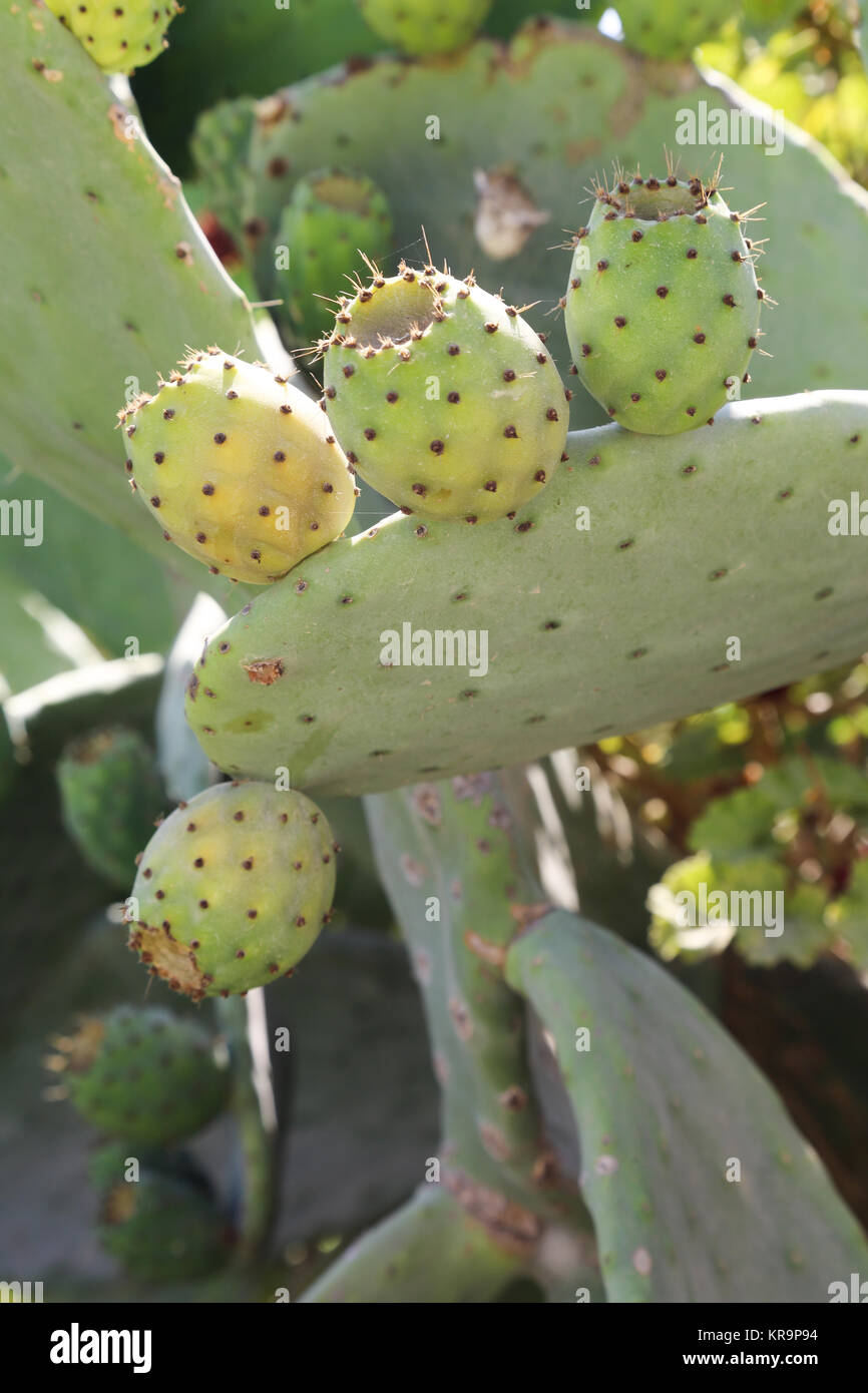 Tuna Cactus Fruit Stock Photo Alamy