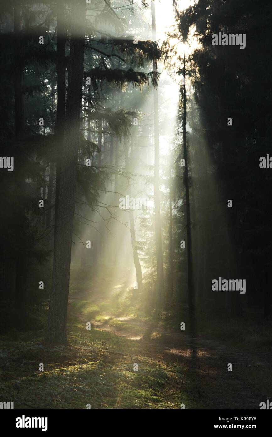 the rays of the sun piercing through the forest Stock Photo - Alamy