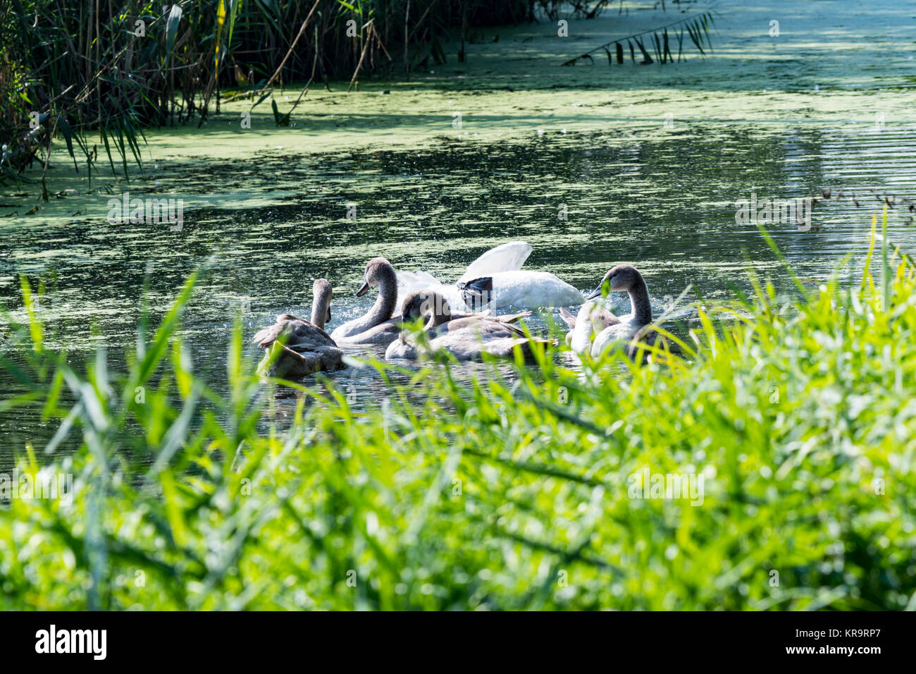 a swan family in bath,preening Stock Photo