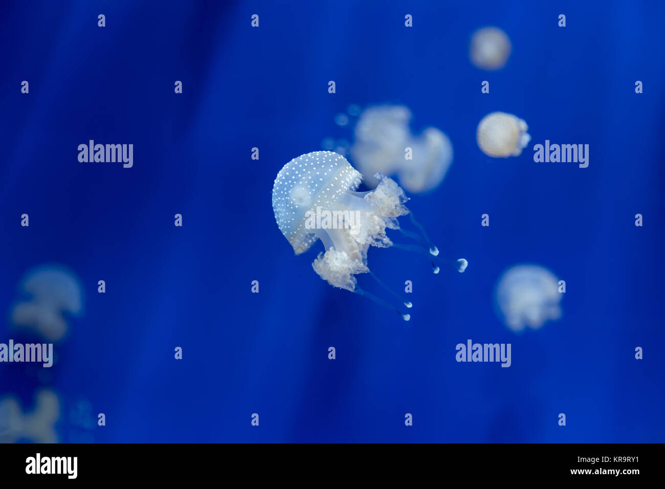 medusa jellyfish underwater diving photo egypt red sea Stock Photo Alamy