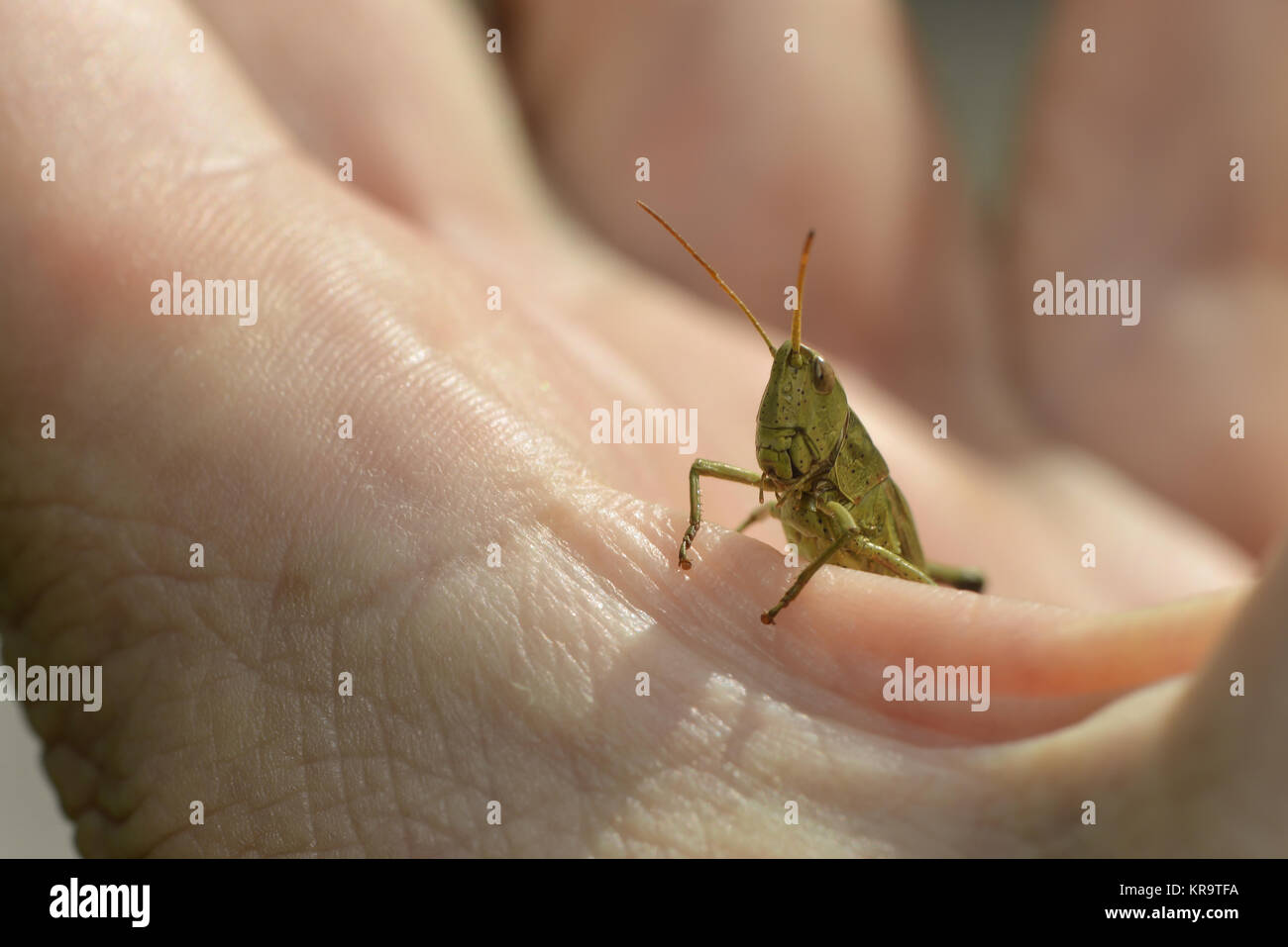 grasshopper on hand Stock Photo