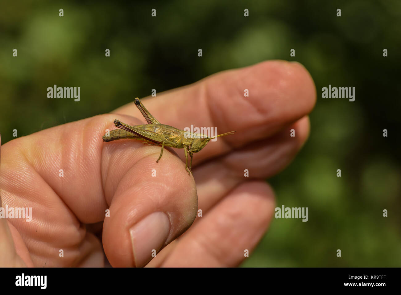 grasshopper on hand Stock Photo
