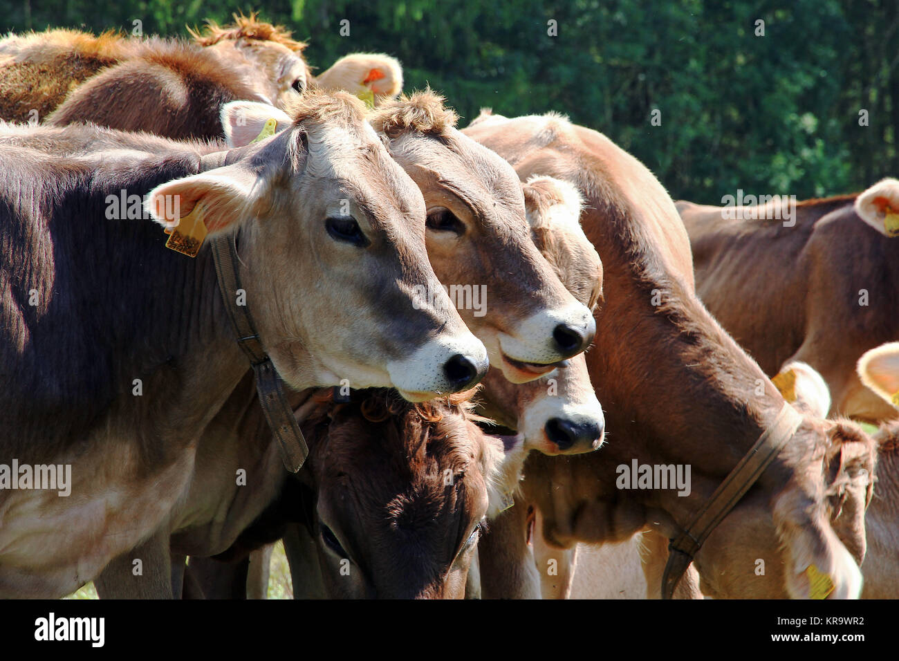 curious young brown cattle on a pasture in bavaria Stock Photo