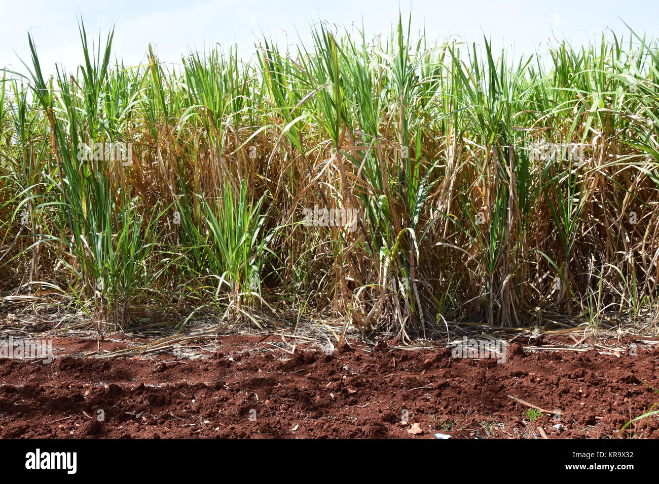 sugar cane plantation Stock Photo