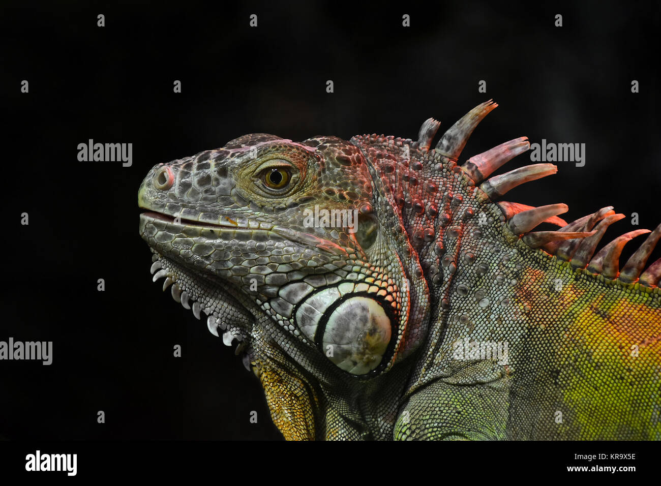 Close up portrait of green iguana male on black Stock Photo