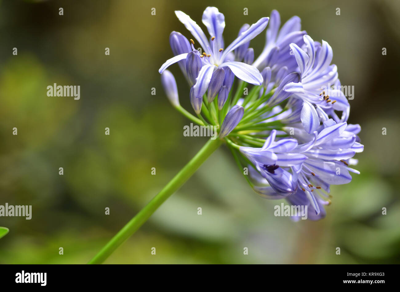 Flowers of the Agapanthus Stock Photo