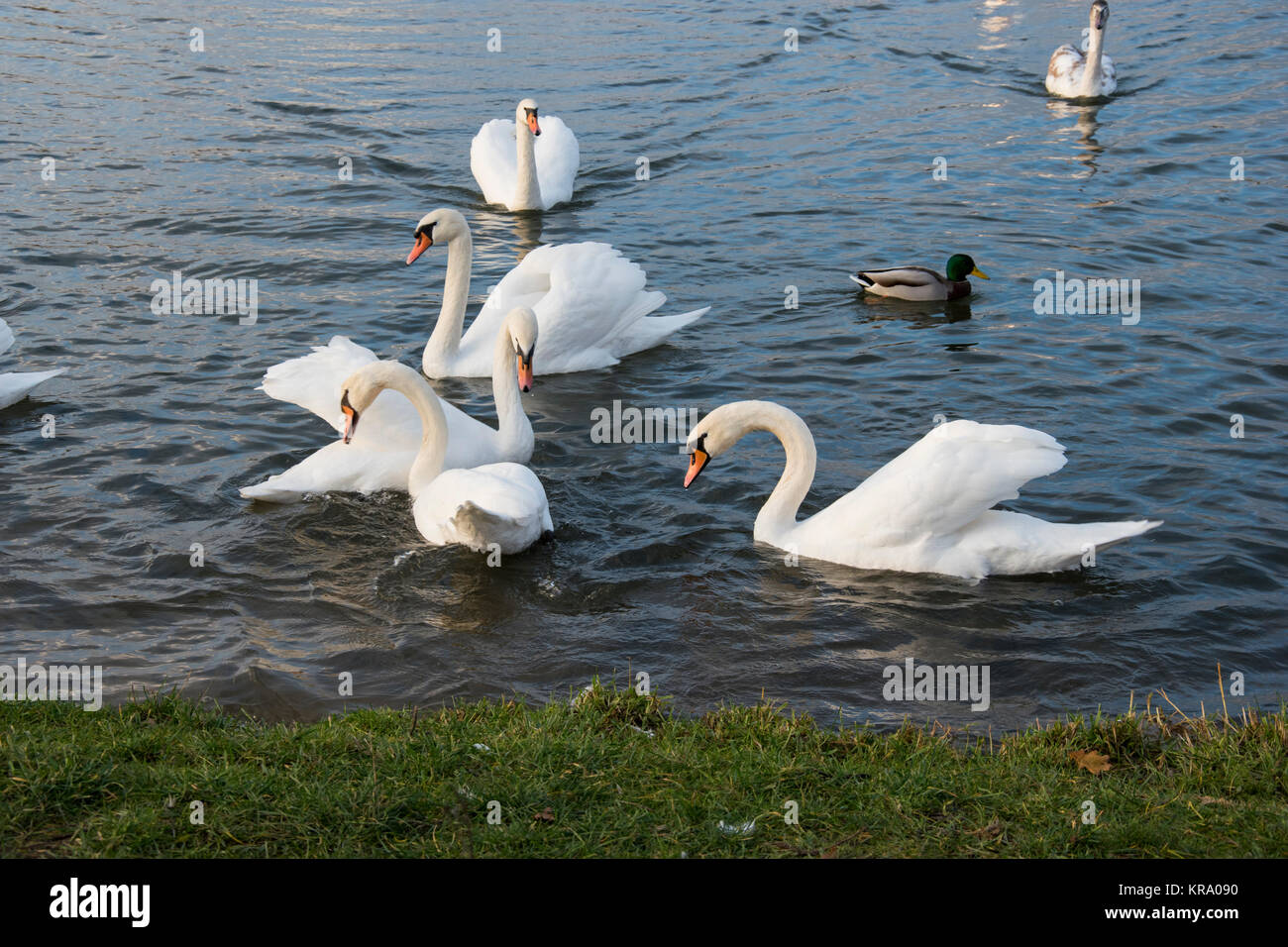 flowing flock of swans on the river photo Stock Photo - Alamy