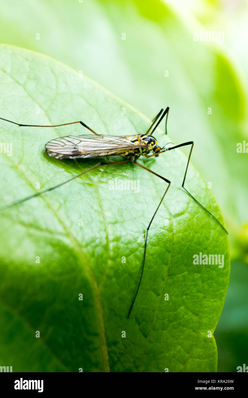 Wasp on a leaf Stock Photo - Alamy
