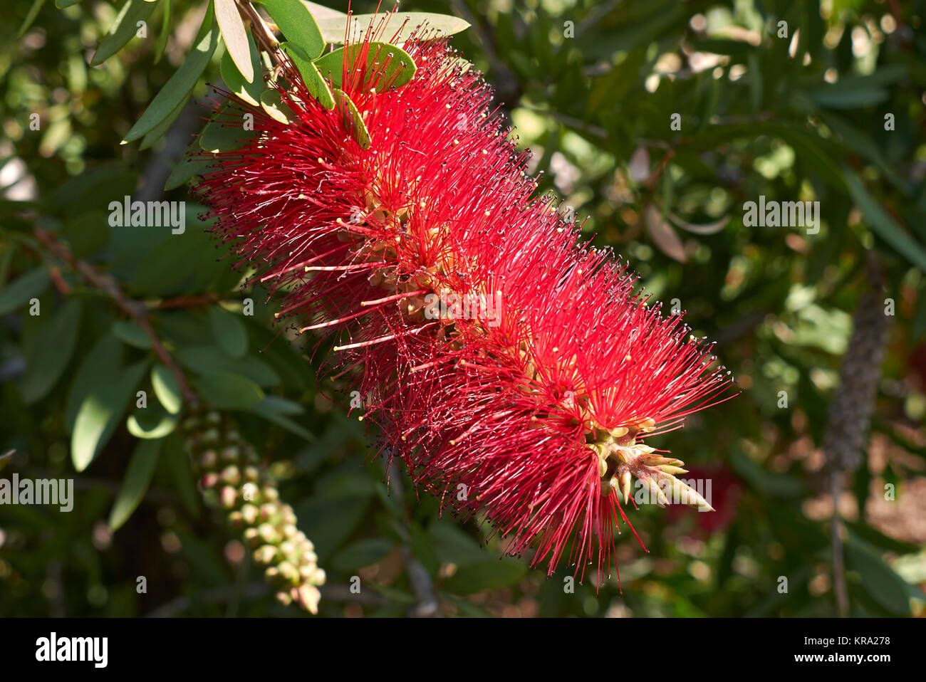 Malaleuca citrina Stock Photo - Alamy