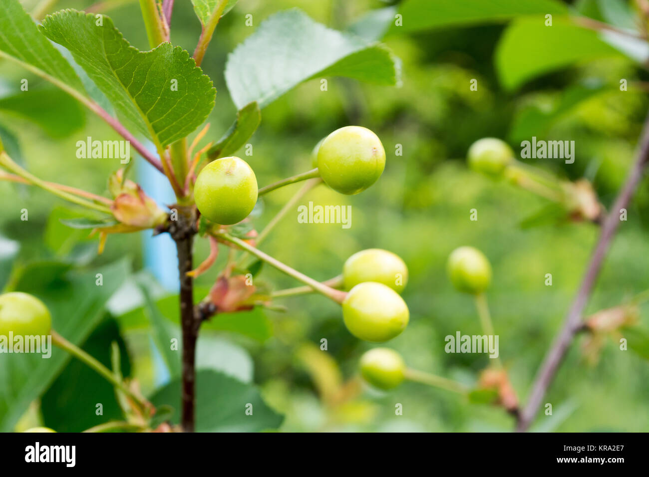 Unriped cherries on a tree Stock Photo - Alamy