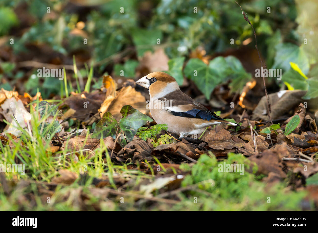 Hawfinch (Coccothraustes coccothraustes) foraging on the ground for seeds in the leaf litter. Stock Photo