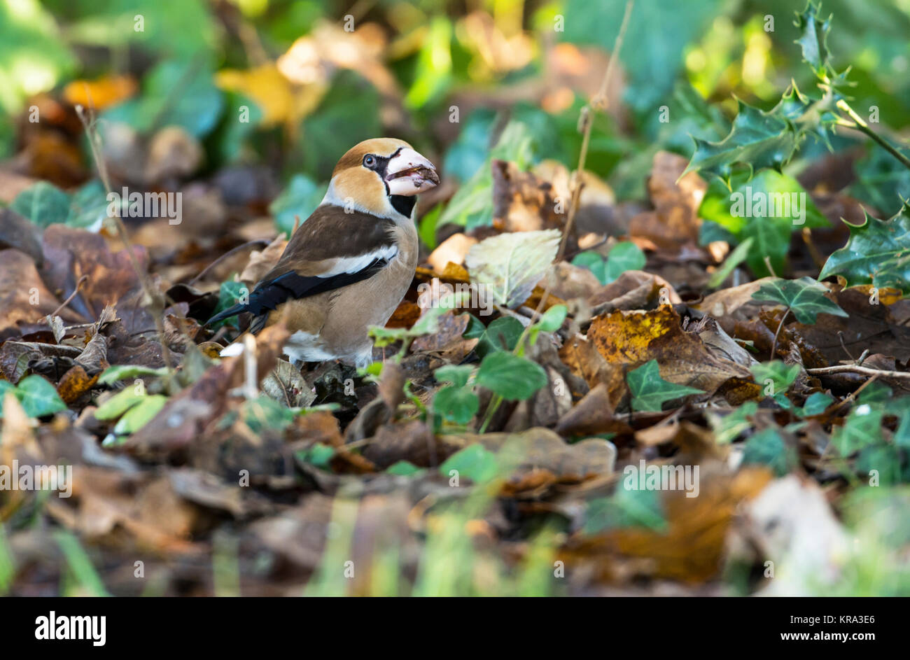 Hawfinch (Coccothraustes coccothraustes) foraging on the ground for seeds in the leaf litter. Stock Photo