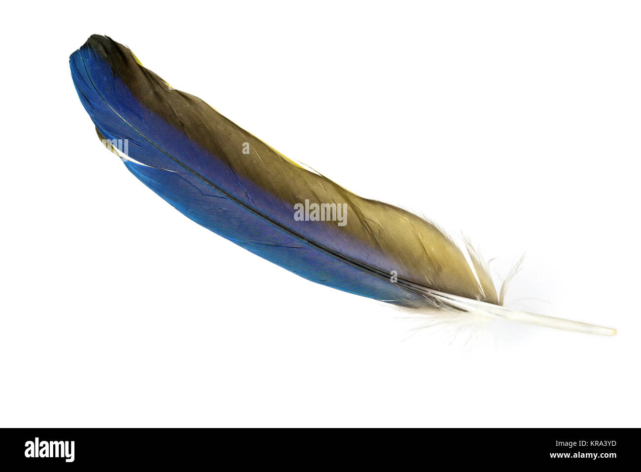 Eine einzelne Feder eines Papageis - Die blaugelbe Feder eines Gelbbrustaras Stock Photo