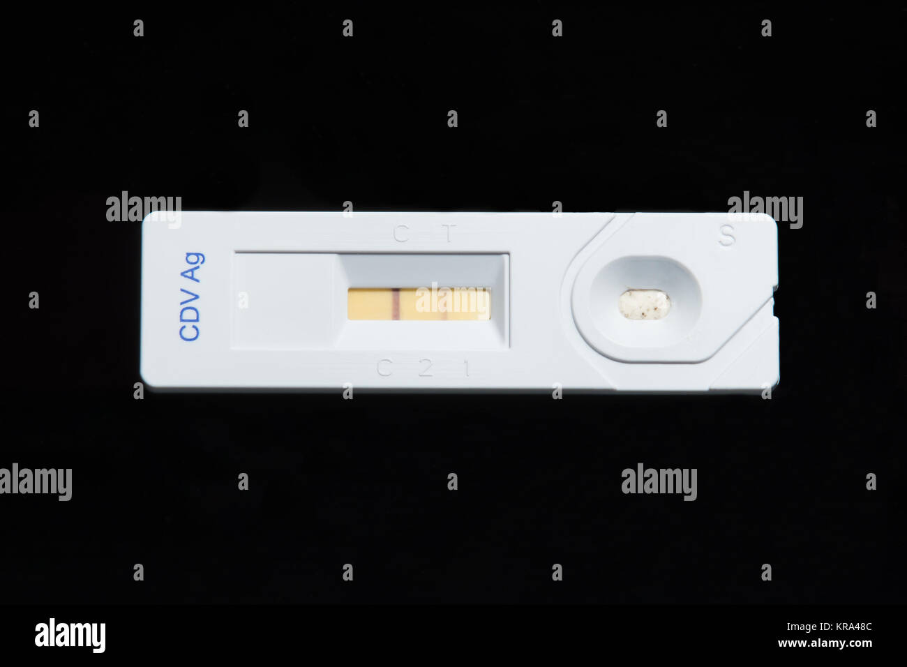 Canine distemper virus antigen test. Positive. Control line and test line are colored, indicating the presence of virus antigen in canine conjunctiva. Stock Photo