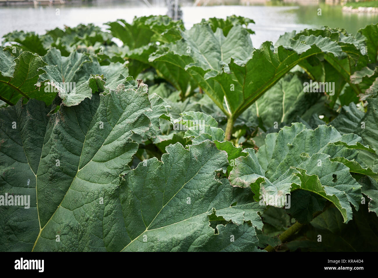 Gunnera tinctoria Stock Photo