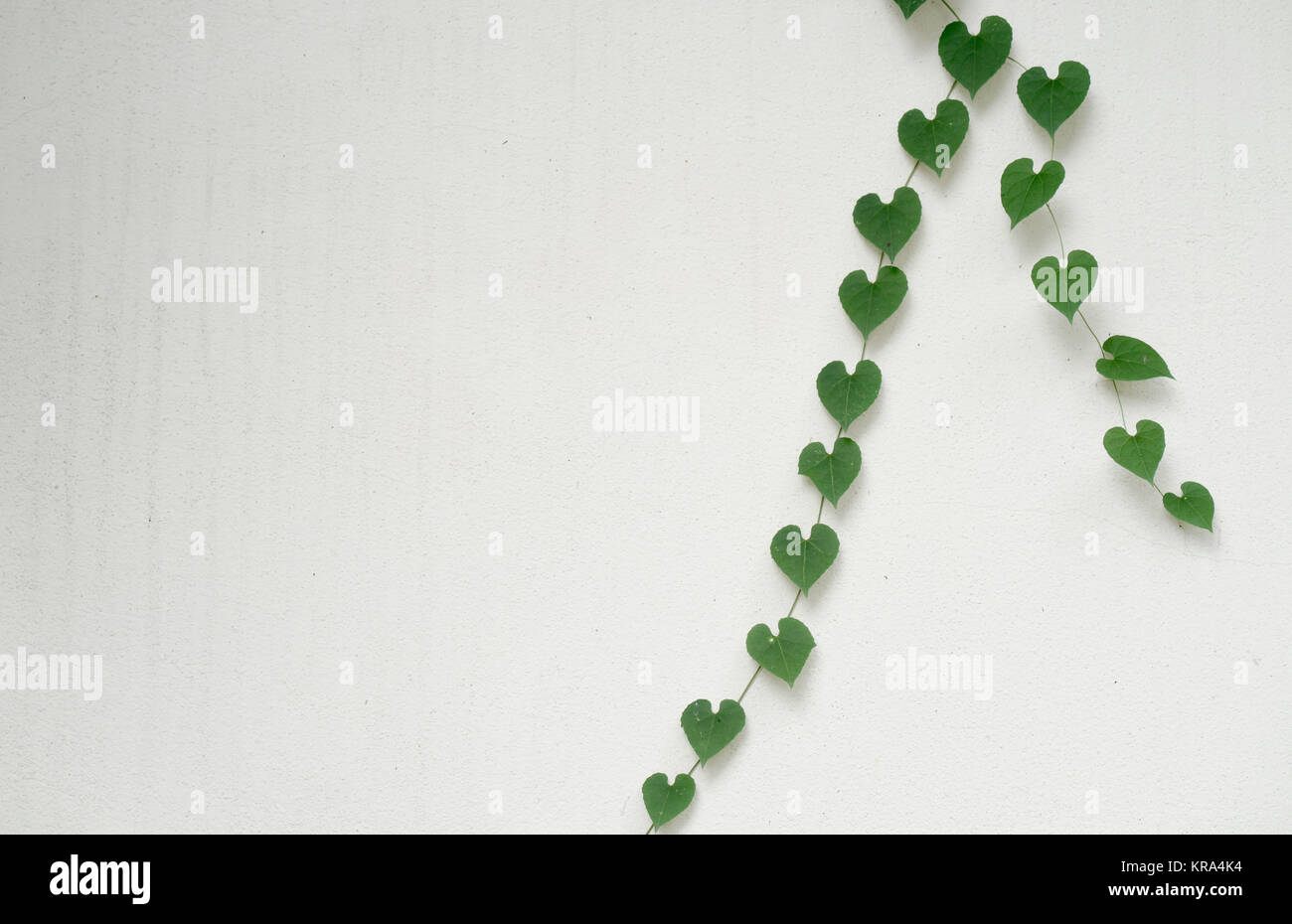 heart shaped leaves on white wall Stock Photo - Alamy