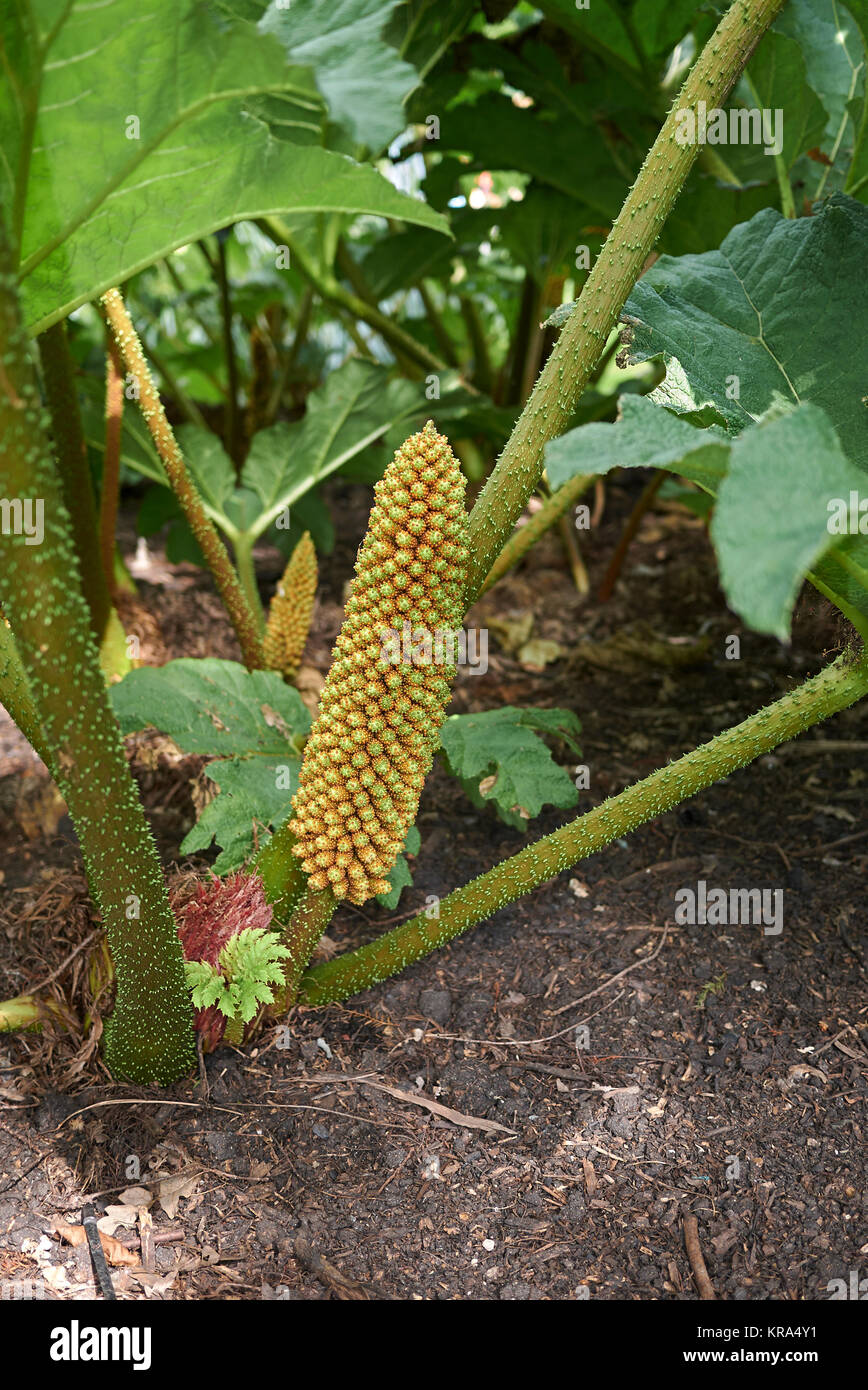 Gunnera tinctoria Stock Photo