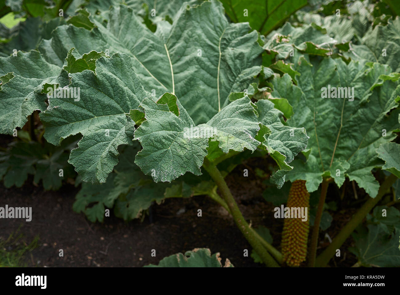 Gunnera tinctoria Stock Photo