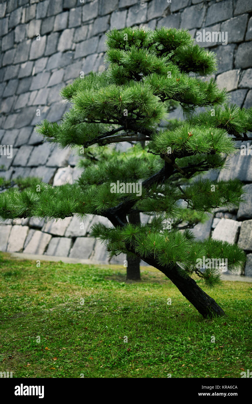 Japanese black pine tree, Pinus thunbergii, in front of stone castle wall in Osaka, Japan Stock Photo