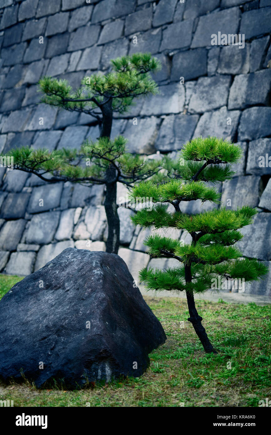 Japanese black pine trees, Pinus thunbergii, and a rock in front of stone castle wall in Osaka, Japan Stock Photo