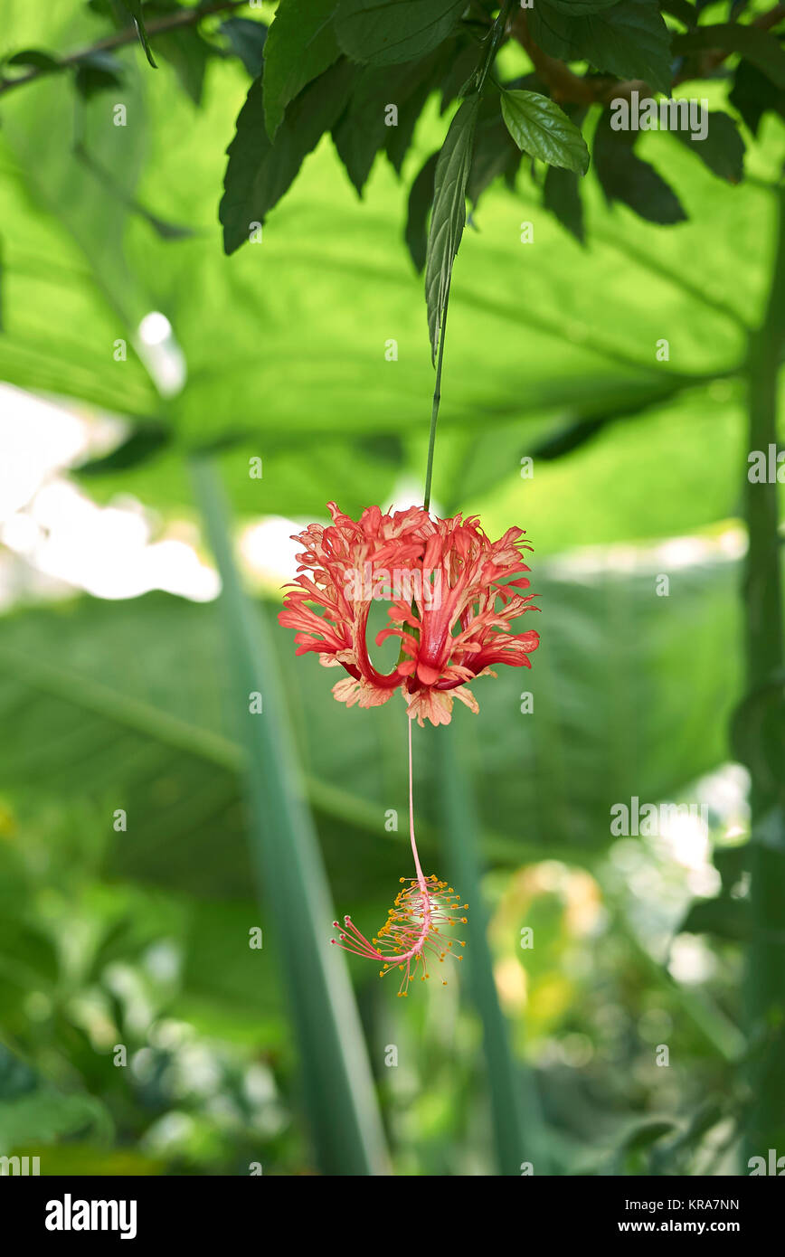 Hibiscus schizopetalus Stock Photo