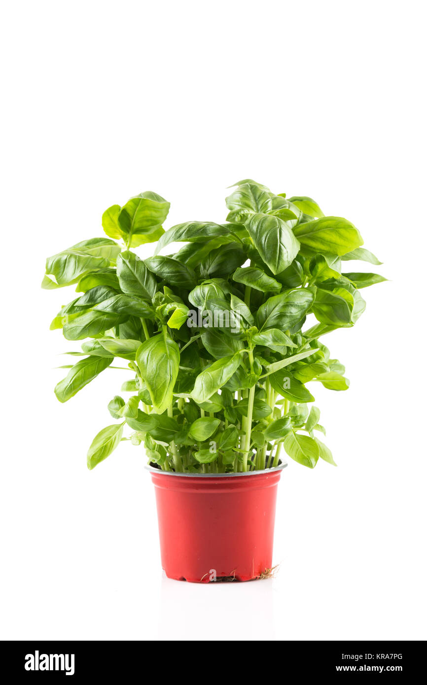 Basil growing in a pot Stock Photo Alamy