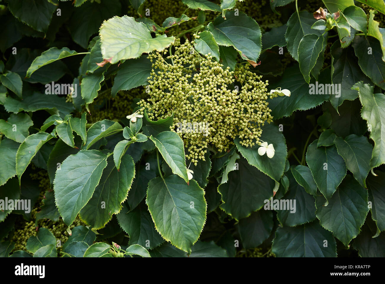 Les Pins Noirs Hydrangea Anomala Petiolaris