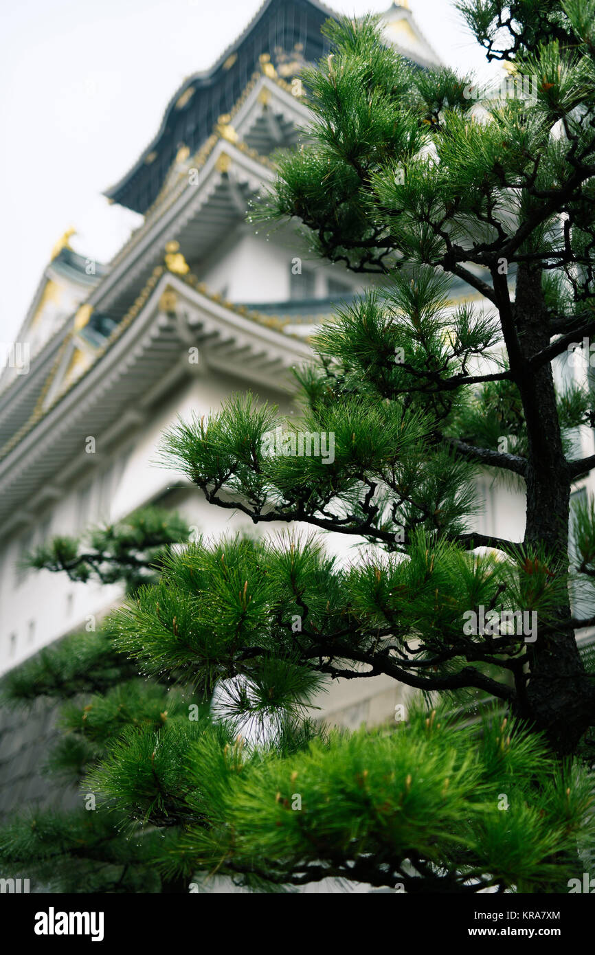 Artistic scenery of Osaka Castle, Osaka-jo, behind Japanese pine tree on a beautiful tranquil rainy misty autumn morning. Osaka, Japan 2017 Stock Photo