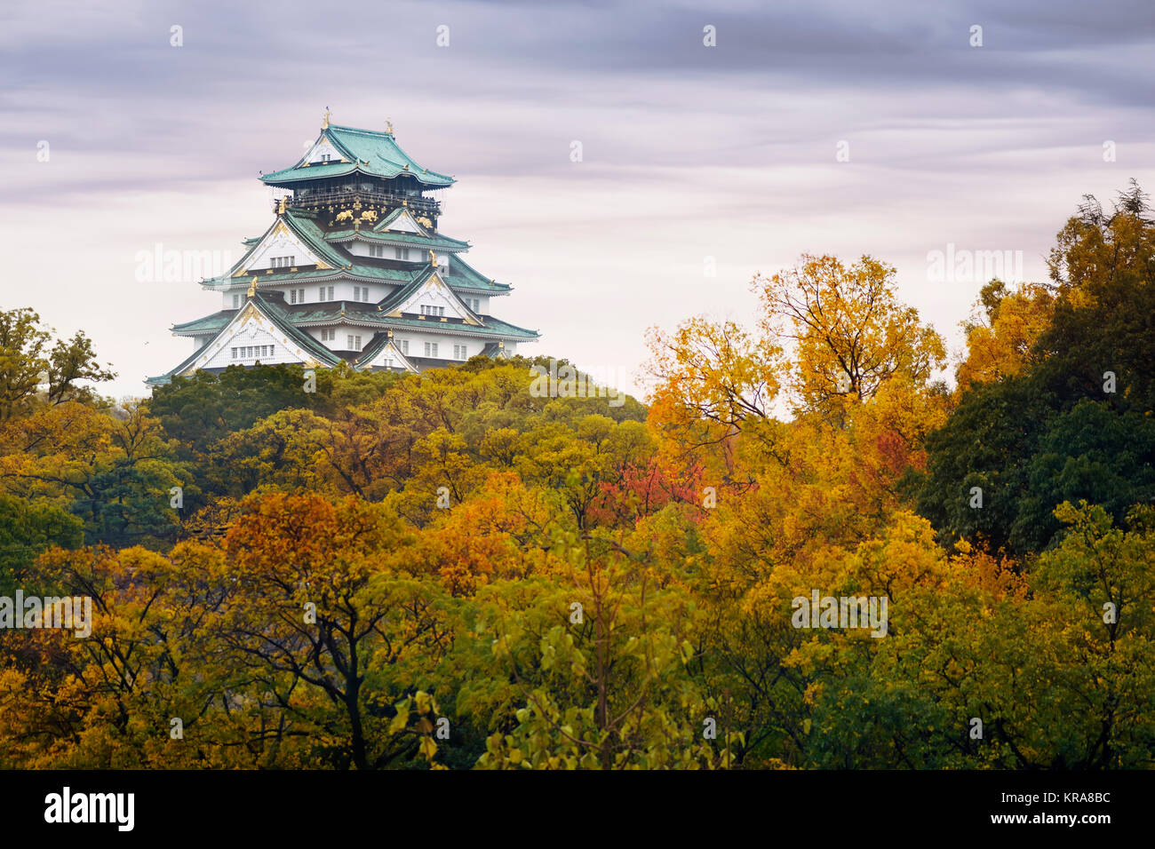 License and prints at MaximImages.com - Osaka Castle, Osakajo view from behind yellow autumn trees on a misty morning. Osaka Castle Park in fall Stock Photo
