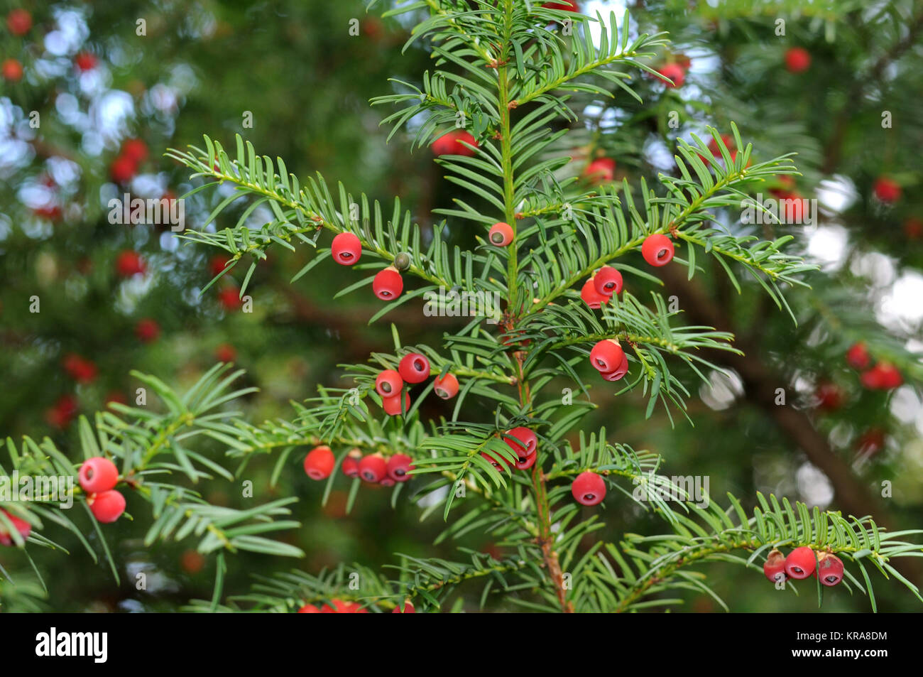 Yew leaves and arils hi-res stock photography and images - Alamy