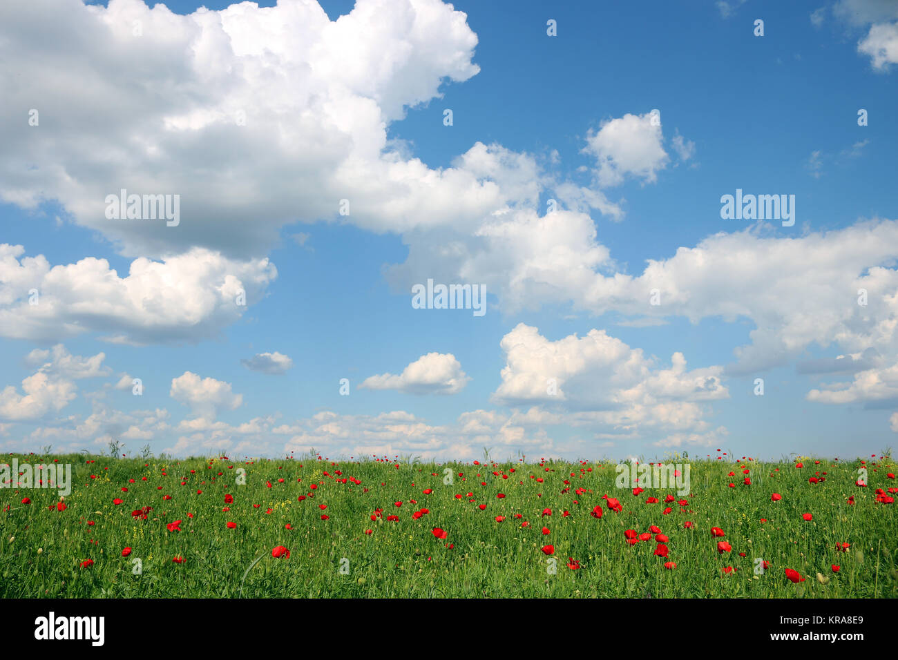 poppies flower meadow and blue sky with clouds landscape Stock Photo ...