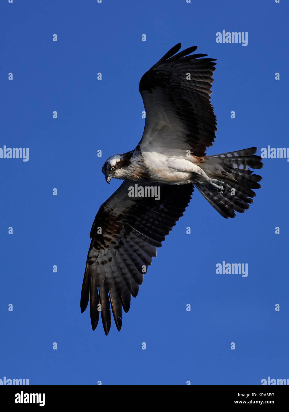 Osprey in flight with blue skies in the background Stock Photo - Alamy