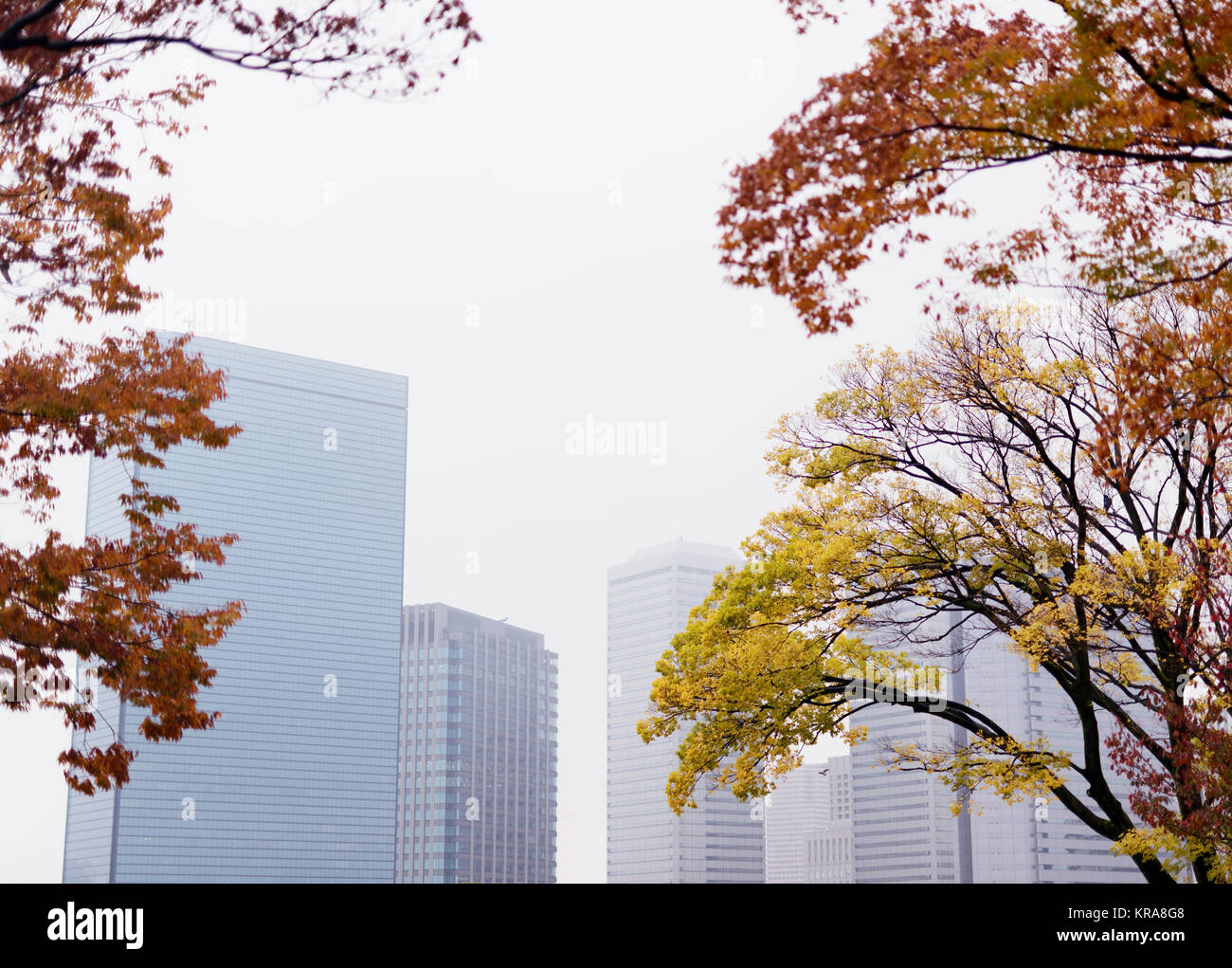 Osaka modern architecture office buildings view through the foliage of colorful autumn trees and morning mist. Downtown Chuo-ku financial distric high Stock Photo
