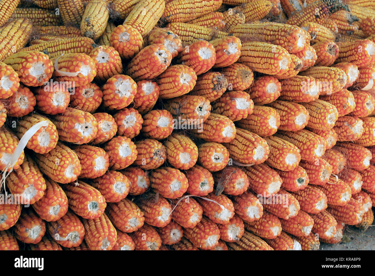 Crops, corn, club Stock Photo - Alamy