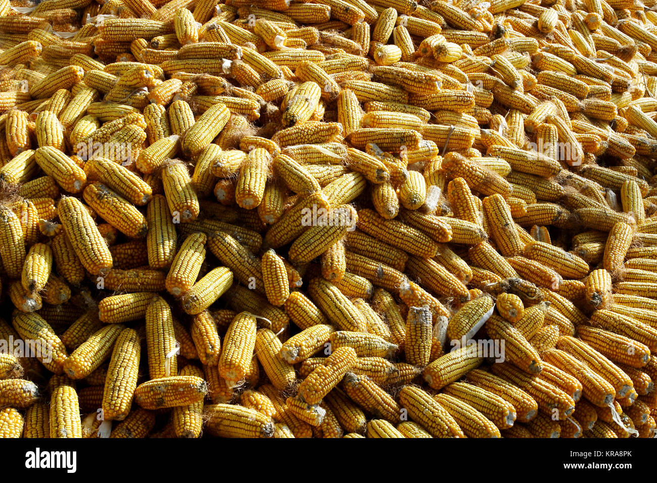 Crops, corn, club Stock Photo - Alamy