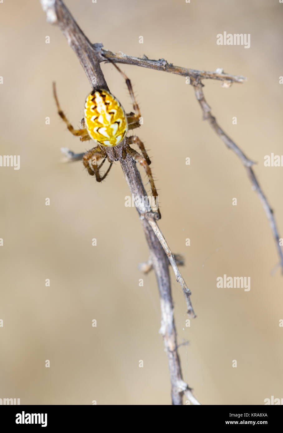 Spider photographed in their natural environment. Stock Photo