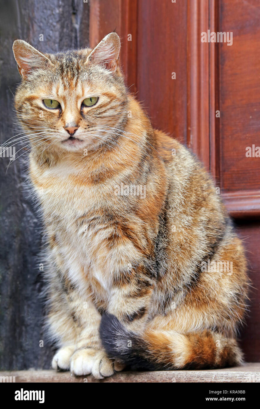 colorful house cat door Stock Photo