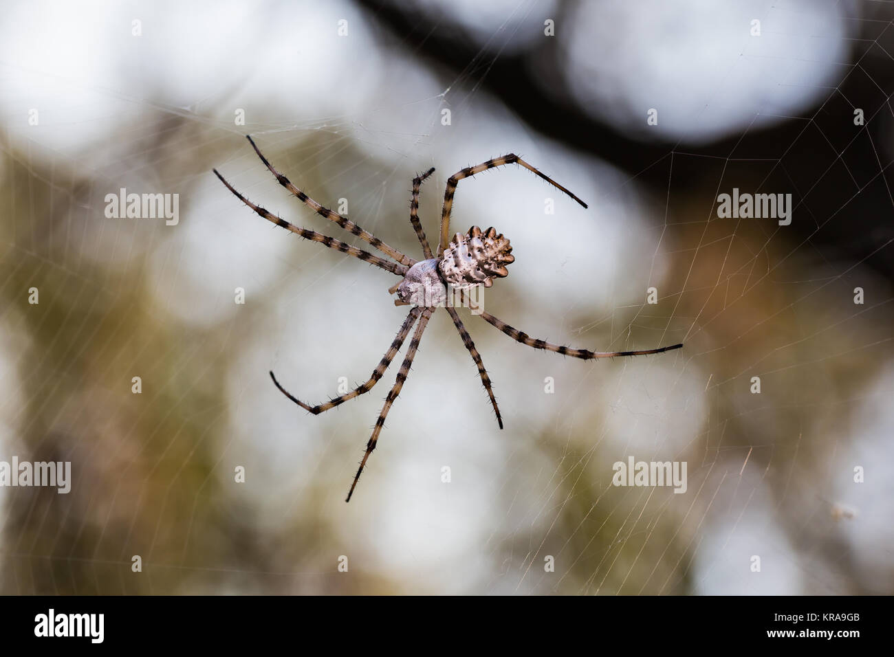 Spider in its web Stock Photo