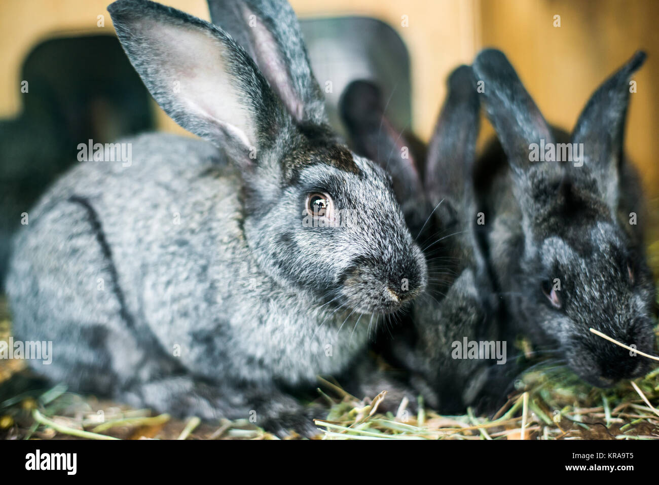 beautiful gray rabbit in the hay Stock Photo - Alamy